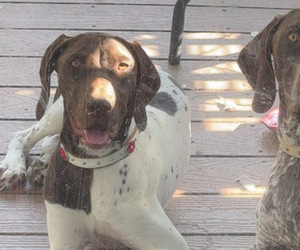 Mother of the German Shorthaired Pointer puppies born on 06/11/2026