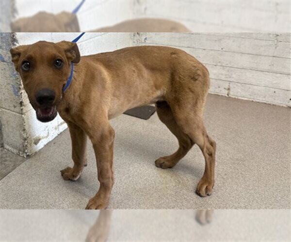 Medium Photo #1 Doberman Pinscher-Unknown Mix Puppy For Sale in San Bernardino, CA, USA