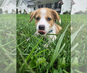 Siberian Husky-Unknown Mix Dogs for adoption in Germantown, OH, USA