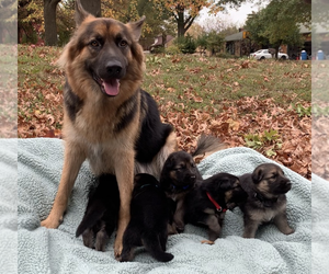 Mother of the German Shepherd Dog puppies born on 10/03/2020