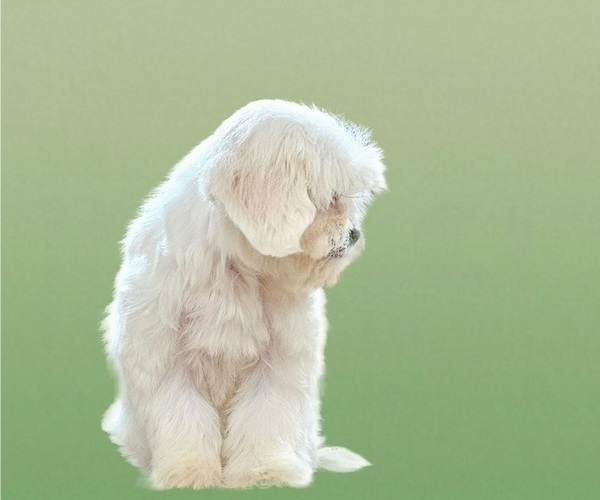 Medium Photo #13 Maltese-Zuchon Mix Puppy For Sale in SAN DIEGO, CA, USA