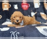Lance - Male Cavapoo (Miniature) Puppy for Sale - Photo #6