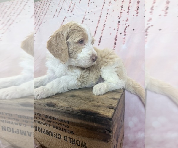 Medium Photo #26 Aussie-Poo-Goldendoodle Mix Puppy For Sale in COMMERCE, MI, USA