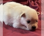 Small #1 Pomeranian