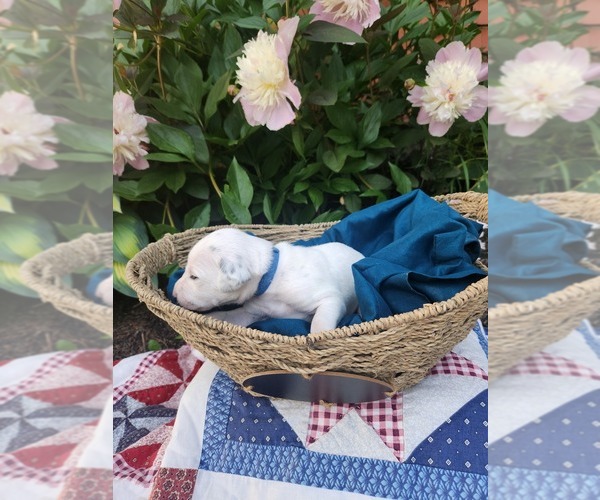 Medium Photo #20 Dalmatian Puppy For Sale in VASSALBORO, ME, USA