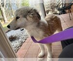 Small Photo #1 Great Pyrenees-Huskies  Mix Puppy For Sale in Roaring River, NC, USA