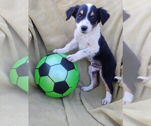 Border Collie-English Shepherd Mix Puppy for sale in FREDERICKSBRG, PA, USA