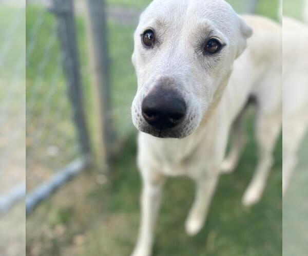 Medium Photo #1 German Shepherd Dog-Unknown Mix Puppy For Sale in Texas City, TX, USA