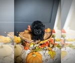 Small #6 Poodle (Toy)
