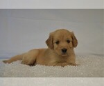 Small Photo #1 Goldendoodle Puppy For Sale in LIVE OAK, FL, USA