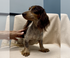 Dachshund Dogs for adoption in Weston, FL, USA