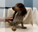 Small Dachshund