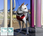 Small #4 Chihuahua Mix