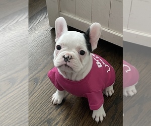 French Bulldog Puppy for Sale in NEW BRITAIN, Connecticut USA