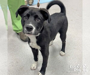 Borador Dogs for adoption in Washington, DC, USA