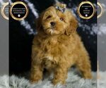 Puppy NuNu F1BB Goldendoodle (Miniature)