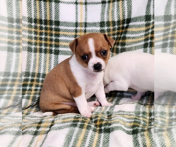 Medium Photo #2 Chihuahua Puppy For Sale in MOUNT AIRY, NC, USA
