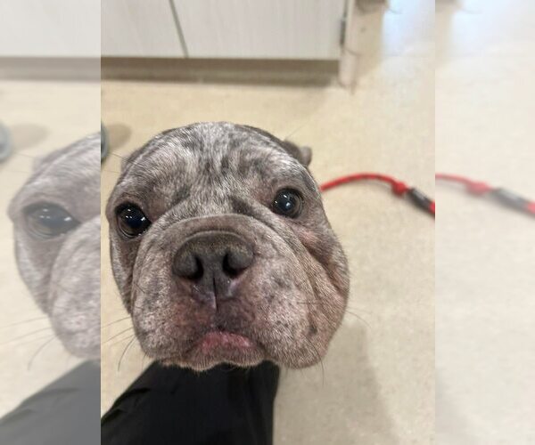 Medium Photo #2 French Bulldog Puppy For Sale in New York, NY, USA