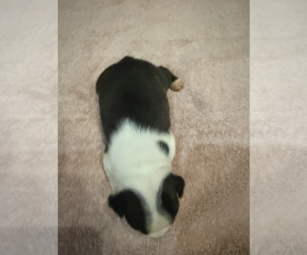 Medium Photo #4 Boston Terrier Puppy For Sale in FREDONIA, KS, USA