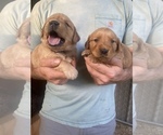 Small Photo #13 Golden Retriever Puppy For Sale in TOWN CREEK, AL, USA