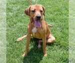 Small #3 American Staffordshire Terrier-Redbone Coonhound Mix