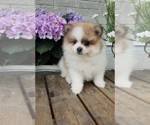 Pomeranian Puppy for sale in INDIANAPOLIS, IN, USA