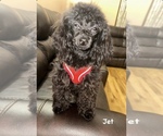 Small Photo #1 Poodle (Toy) Puppy For Sale in BRONX, NY, USA