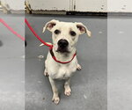 Small Mutt