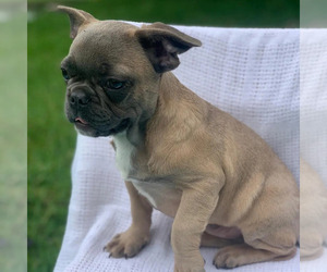 French Bulldog Puppy for sale in MIAMI, FL, USA