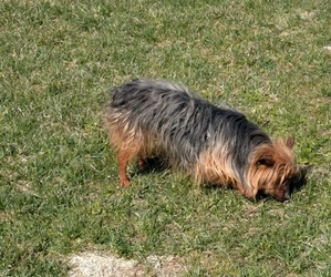 Father of the Yorkshire Terrier puppies born on 02/28/2025