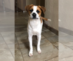 Small #5 Mutt