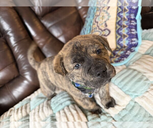 Medium Photo #2 American Staffordshire Terrier-Unknown Mix Puppy For Sale in Holly Springs, NC, USA