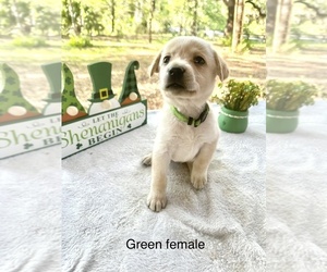 Labrador Retriever Puppy for sale in INVERNESS, FL, USA