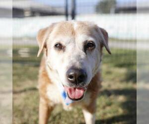 Beagle-Unknown Mix Dogs for adoption in San Antonio, TX, USA