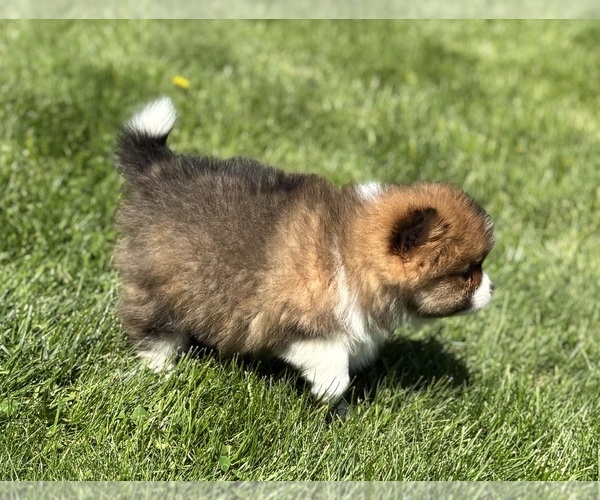 Medium Photo #11 Pomeranian Puppy For Sale in ROCK STREAM, NY, USA