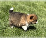 Small #10 Pomeranian