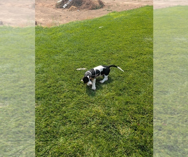 Medium Photo #26 Basset Hound Puppy For Sale in JEROME, ID, USA