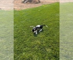 Small #25 Basset Hound