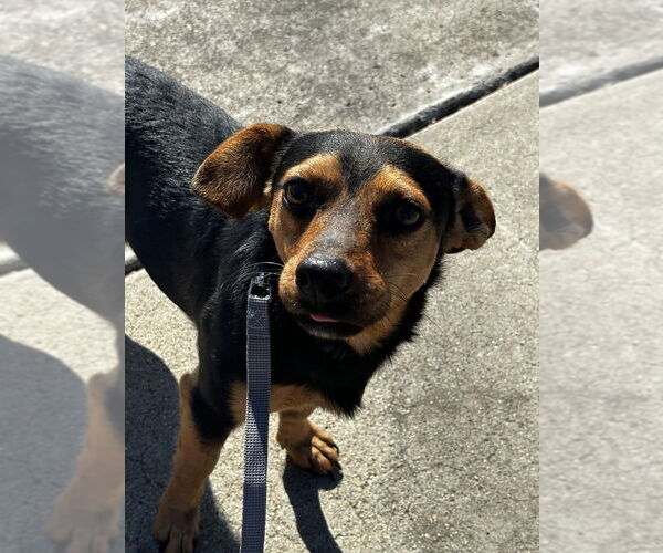Medium Photo #1 Dachshund-Unknown Mix Puppy For Sale in San Diego, CA, USA