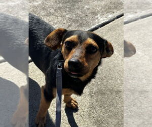 Dachshund-Unknown Mix Dogs for adoption in San Diego, CA, USA