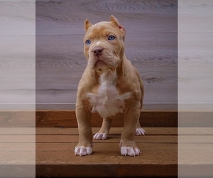American Bully Puppy for sale in ANTIOCH, CA, USA