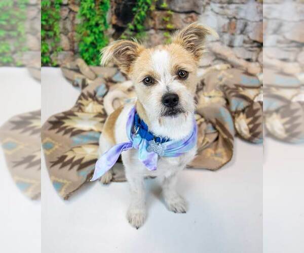 Medium Photo #6 Mutt Puppy For Sale in Kennesaw, GA, USA