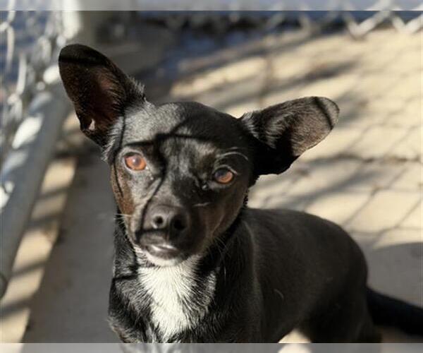 Medium Photo #1 Chihuahua Puppy For Sale in Bakersfield, CA, USA