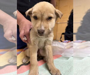 Siberian Husky-Unknown Mix Dogs for adoption in Calgary, Alberta, Canada