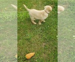 Puppy YELLOW MALE 2 Labrador Retriever
