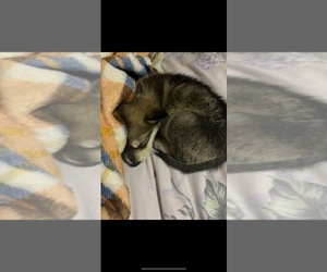 Wolf Hybrid Puppy for sale in UNION CITY, OH, USA