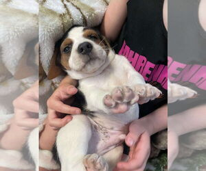 Beagle Dogs for adoption in Cromwell, KY, USA