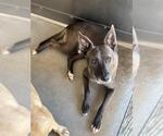 Small #1 German Shepherd Dog Mix