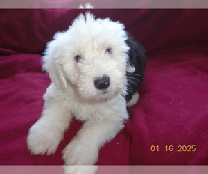 Old English Sheepdog Puppy for sale in RAYMORE, MO, USA