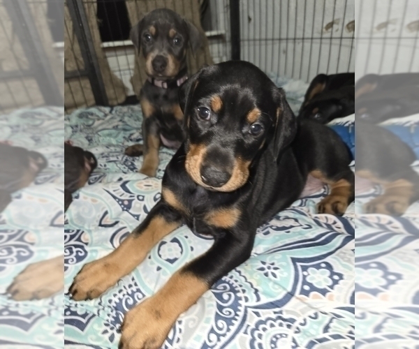 Medium Photo #4 Doberman Pinscher Puppy For Sale in CARLINVILLE, IL, USA